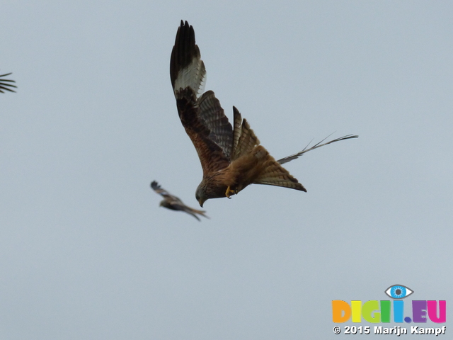 FZ015469 Red kites (Milvus milvus)